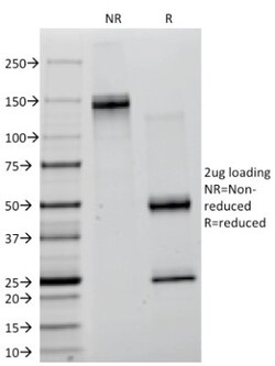 Lambda Light Chain Antibody (ICO-106), Novus Biologicals 0.2 mg | Buy Online | Novus Biologicals | Fisher Scientific